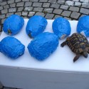 Smuggled tortoises, Germany. credit Hauptzollamt Rosenheim